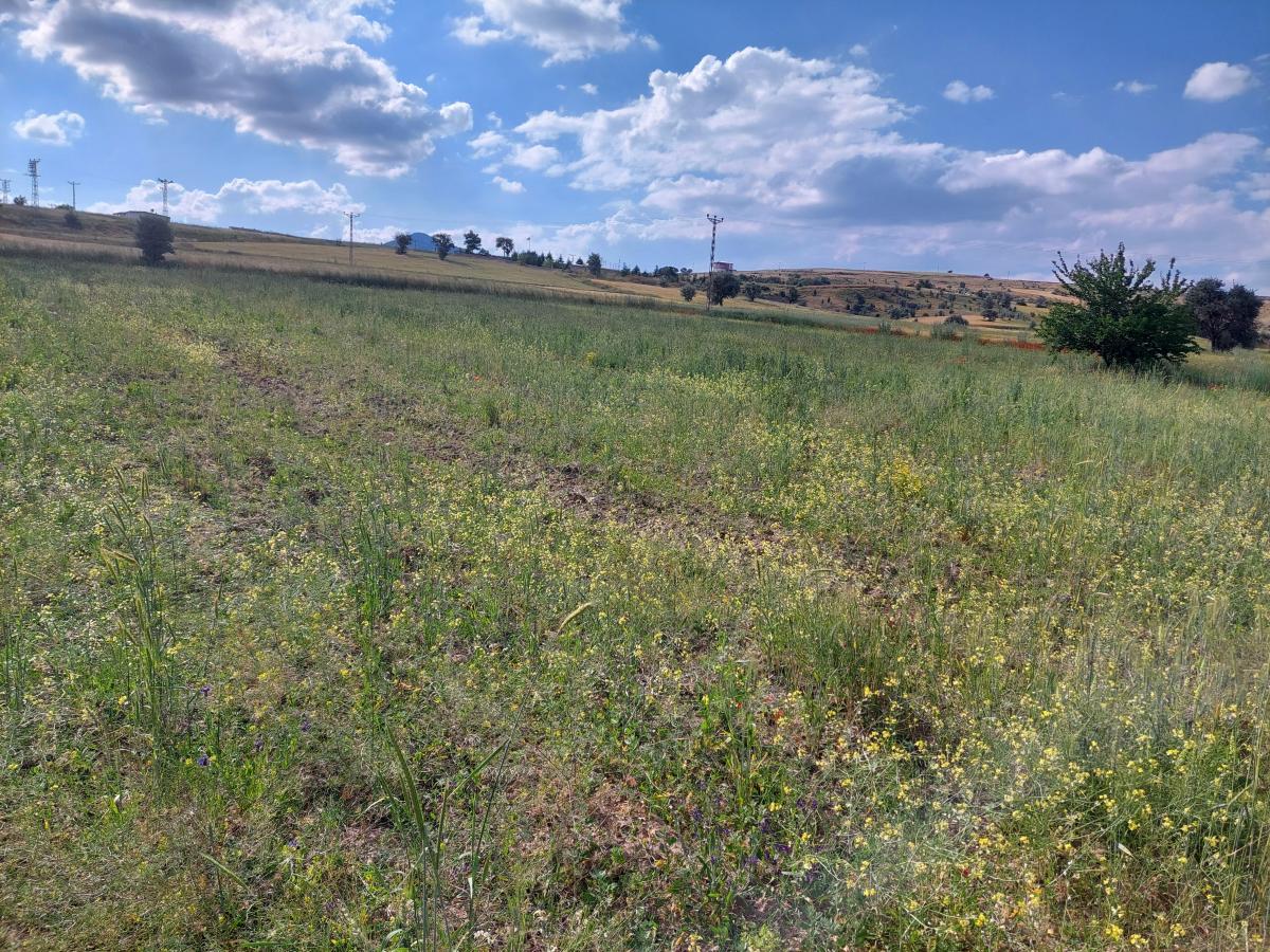 Talas Örencik Mah. de 5.675 m2 TEK TAPULU Satılık Tarla